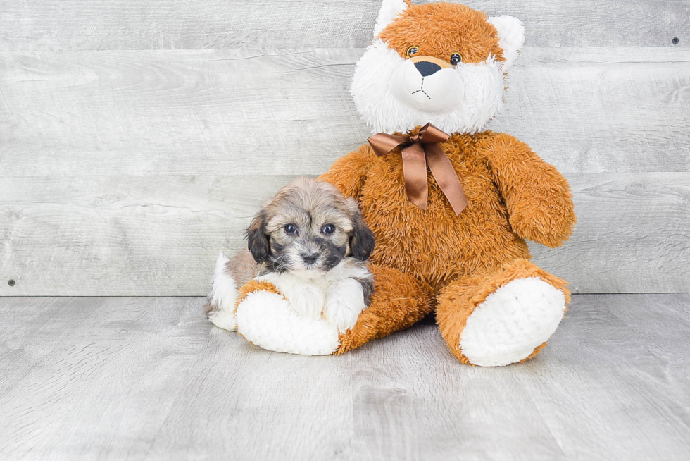 Playful Havanese Purebred Pup