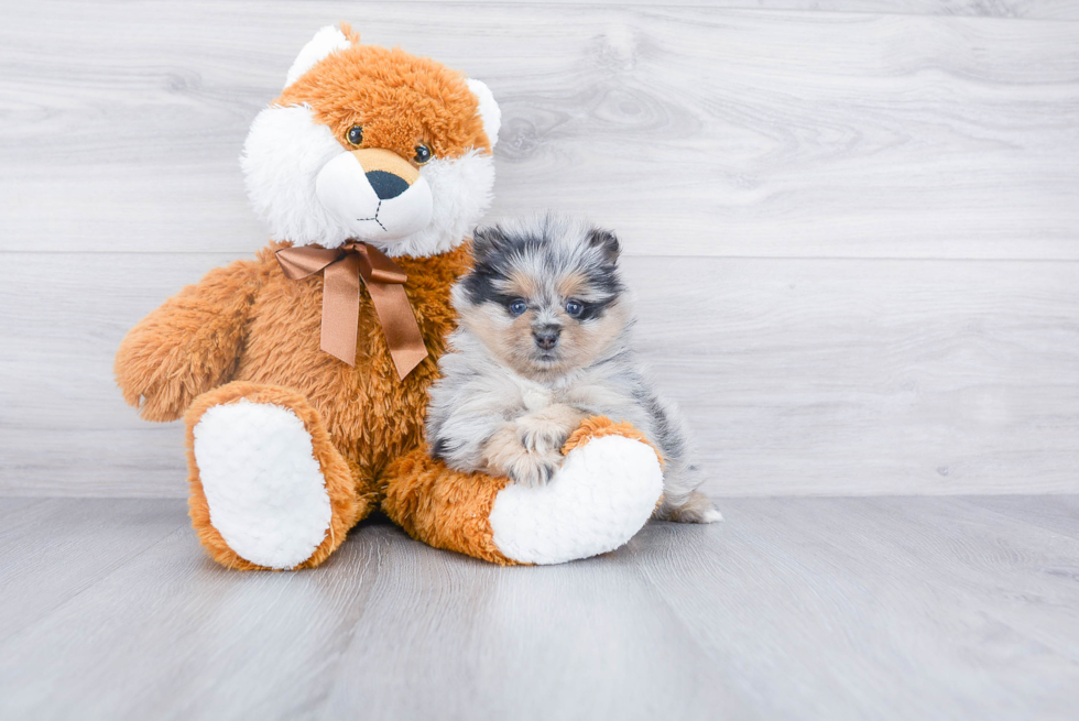 Smart Pomeranian Purebred Puppy