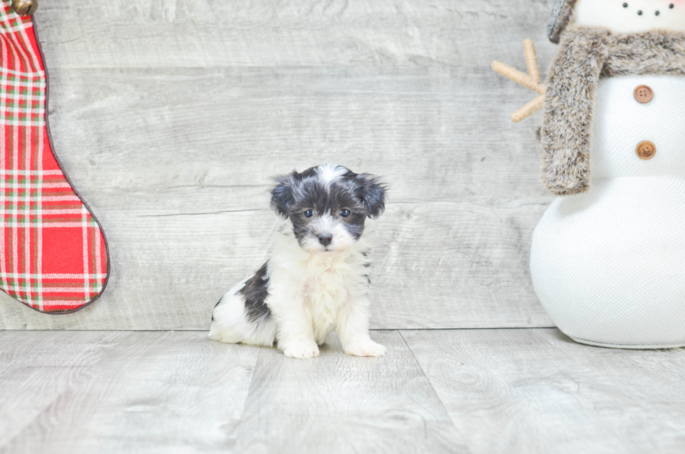 Havanese Pup Being Cute