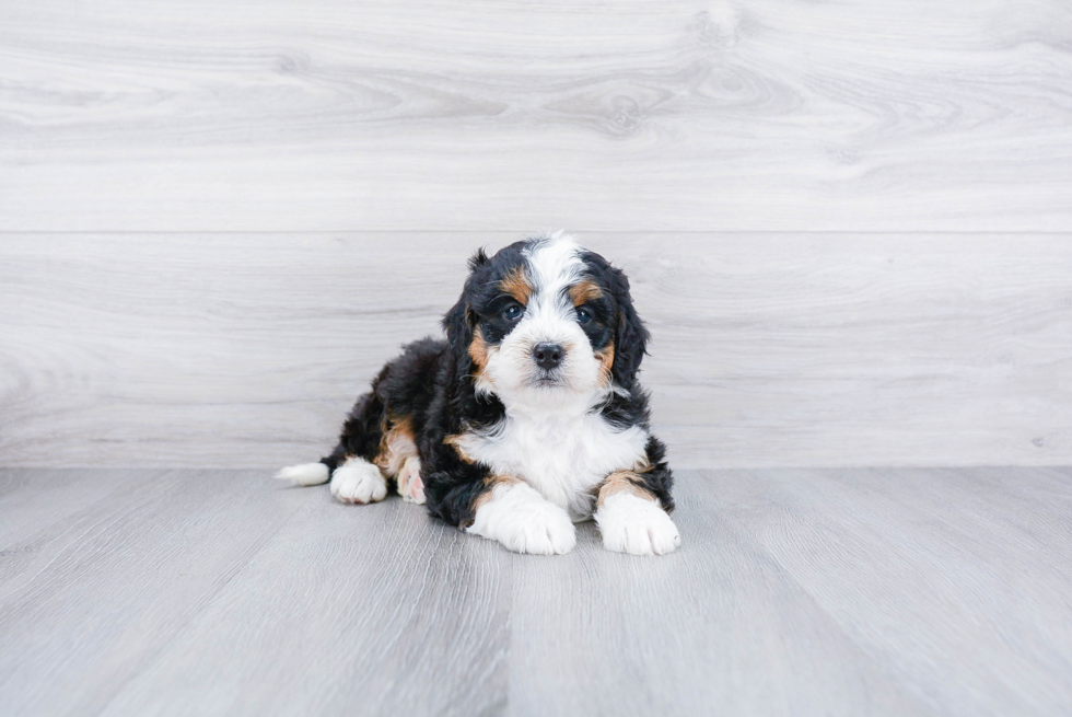 Funny Mini Bernedoodle Poodle Mix Pup