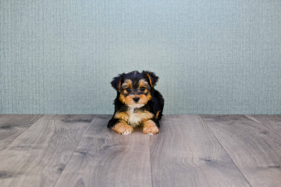 Meet Rihanna - our Yorkshire Terrier Puppy Photo 