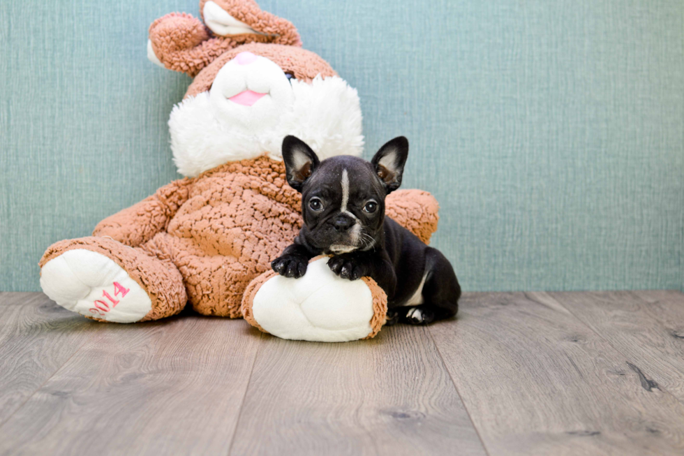 French Bulldog Puppy for Adoption