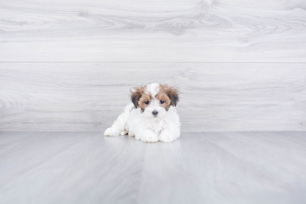 Maltipoo Pup Being Cute