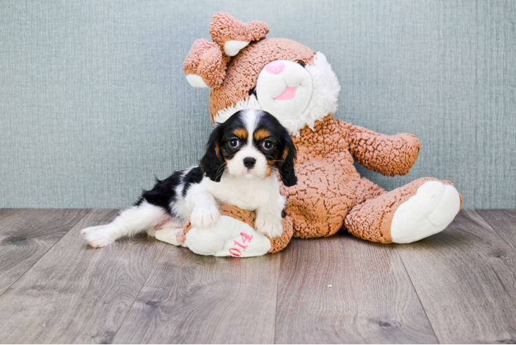 Best Cavalier King Charles Spaniel Baby