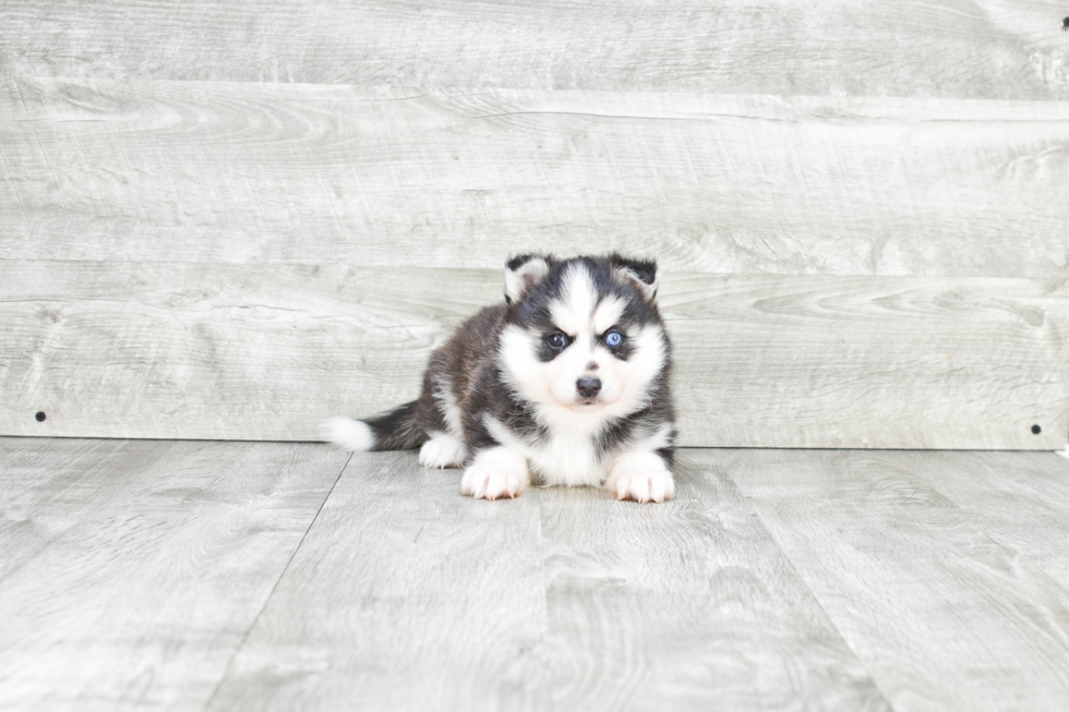 Pomsky Puppy for Adoption