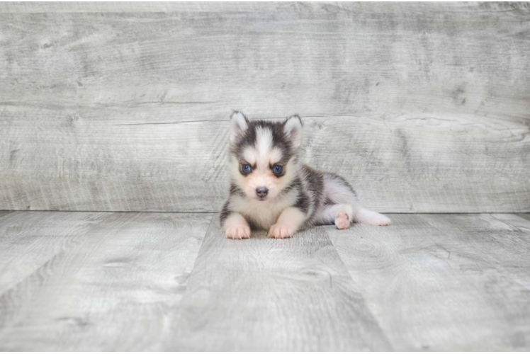 Pomsky Pup Being Cute