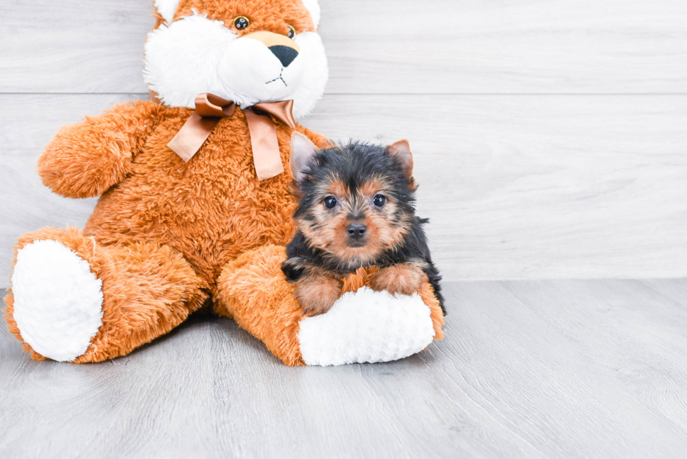 Meet Tinkerbell - our Yorkshire Terrier Puppy Photo 