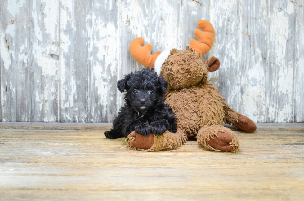 Best Mini Aussiedoodle Baby