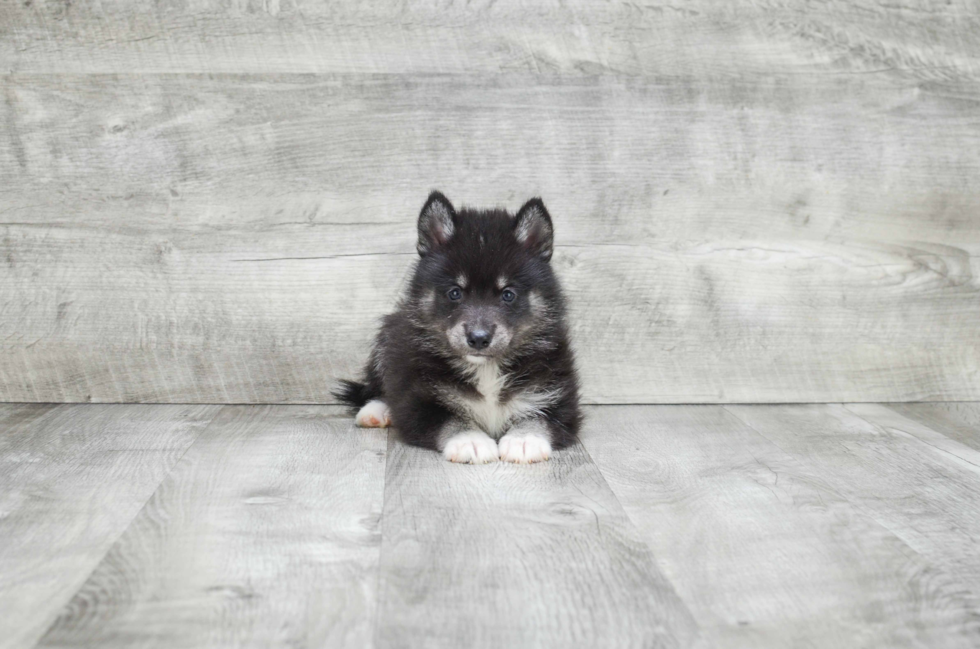 Pomsky Pup Being Cute