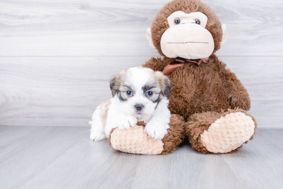 Best Teddy Bear Baby
