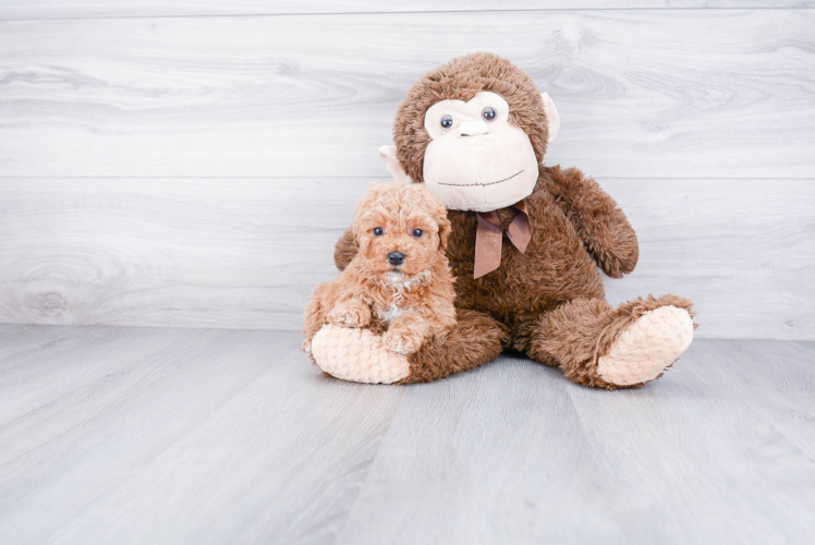 Energetic Cavoodle Poodle Mix Puppy