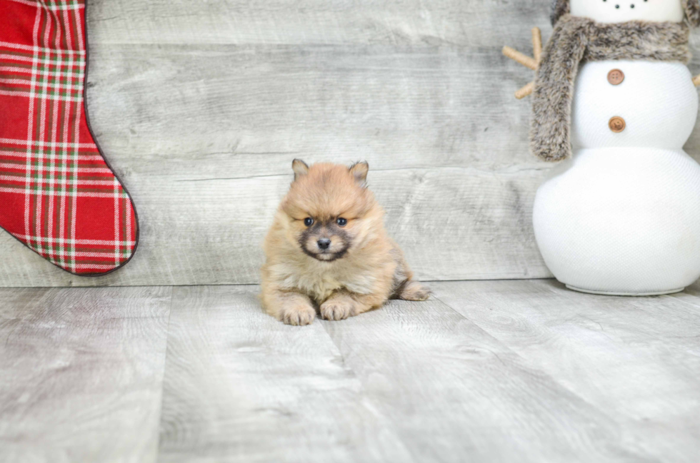 Pomeranian Pup Being Cute