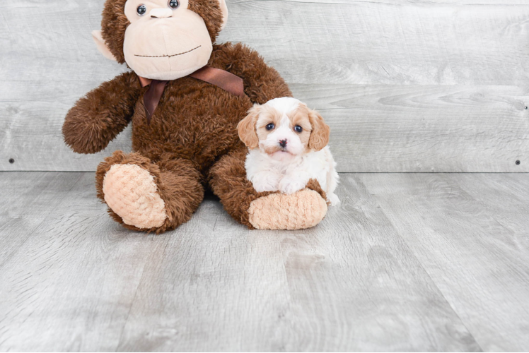 Little Cavoodle Poodle Mix Puppy