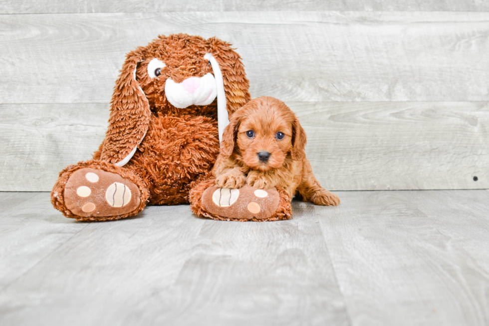 Cavapoo Pup Being Cute