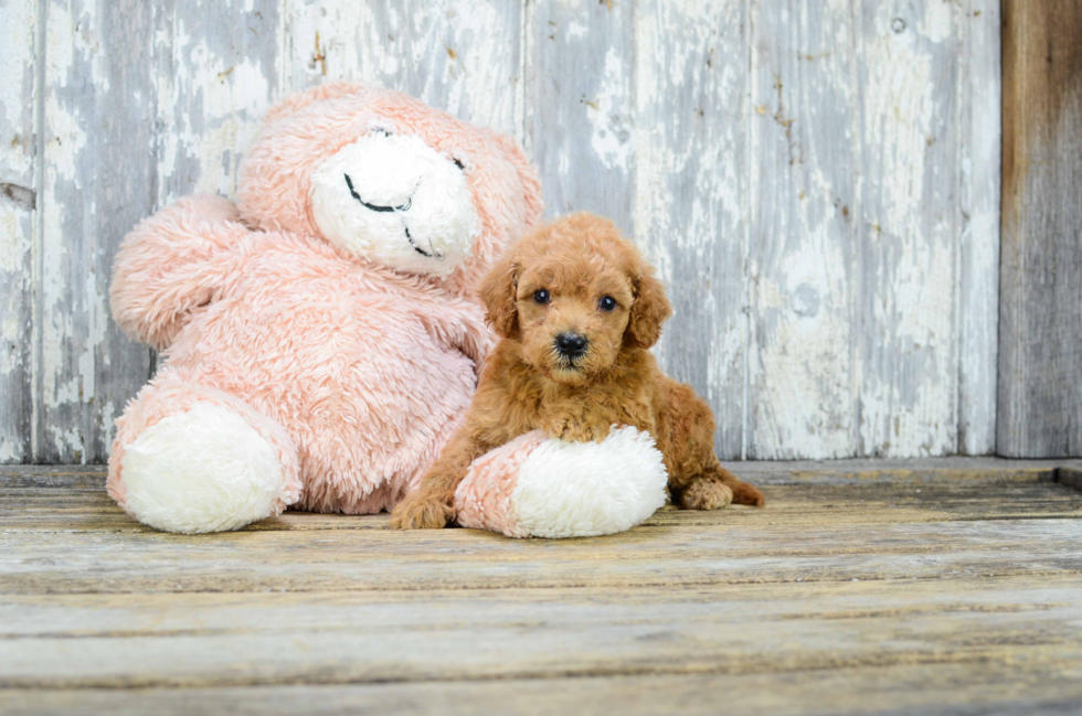 Sweet Mini Goldendoodle Baby