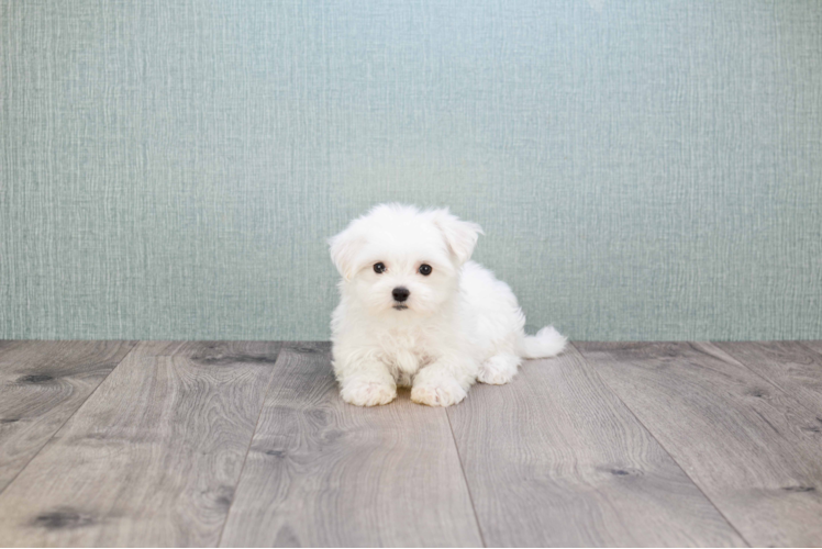 Maltese Pup Being Cute