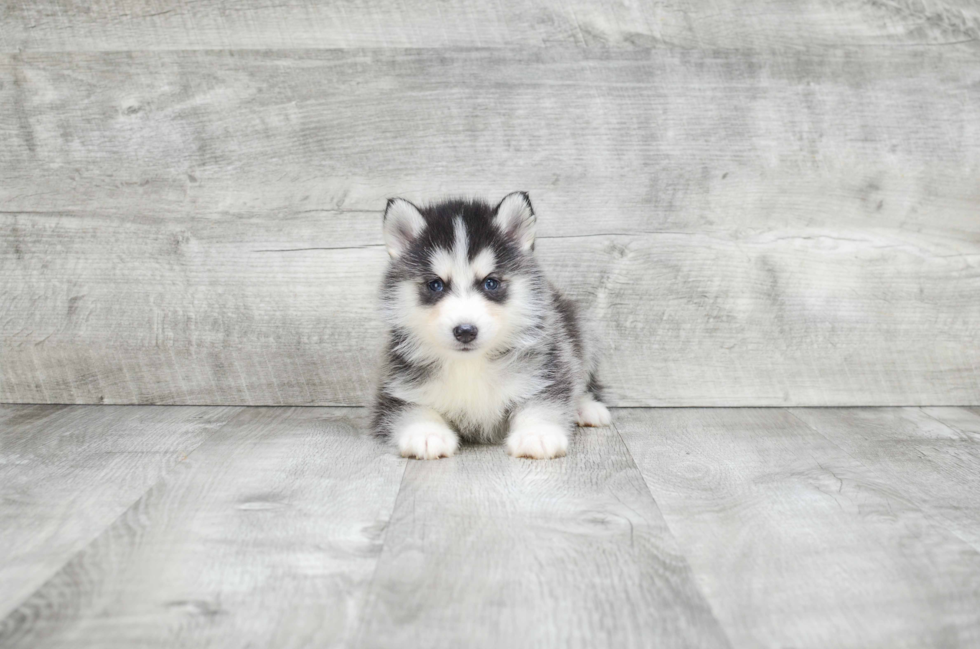 Best Pomsky Baby