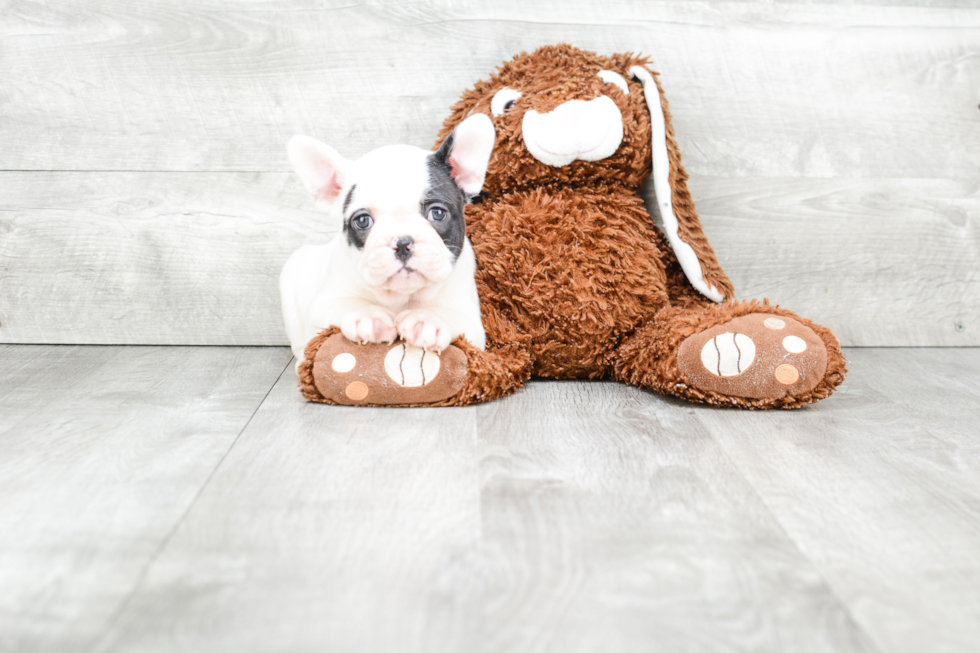 Smart Frenchie Purebred Puppy