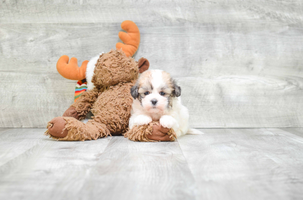 Petite Teddy Bear Designer Pup