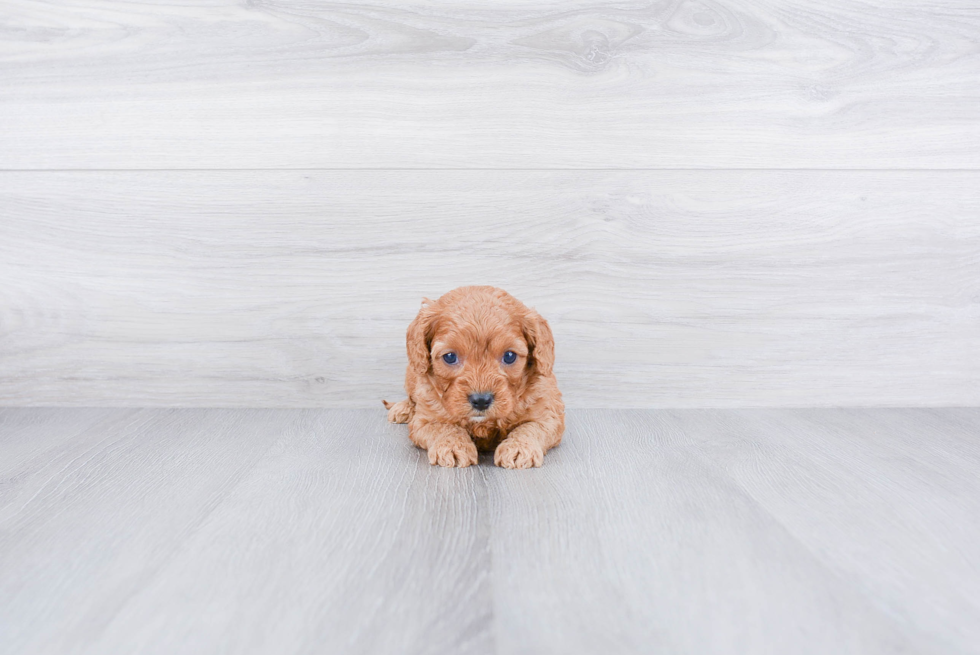 Popular Cavapoo Poodle Mix Pup