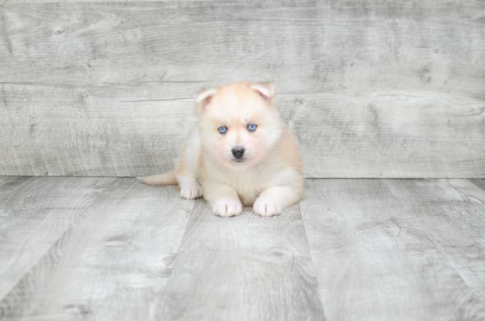 Pomsky Puppy for Adoption