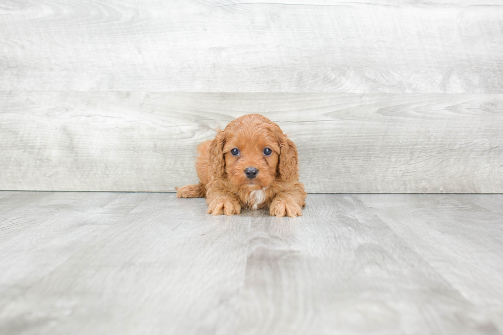 Cavapoo Pup Being Cute