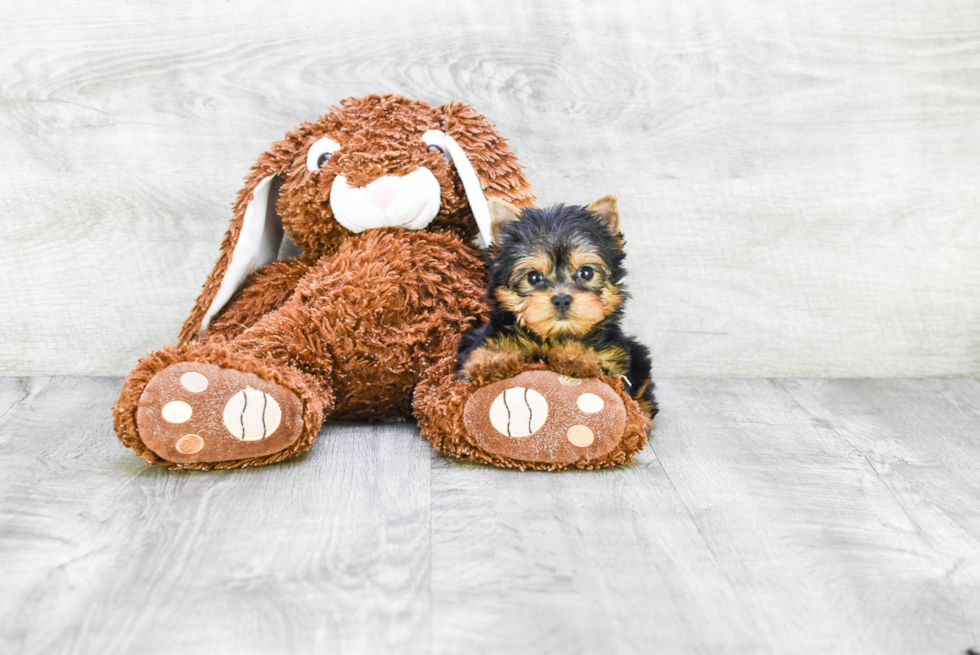 Meet Victoria - our Yorkshire Terrier Puppy Photo 