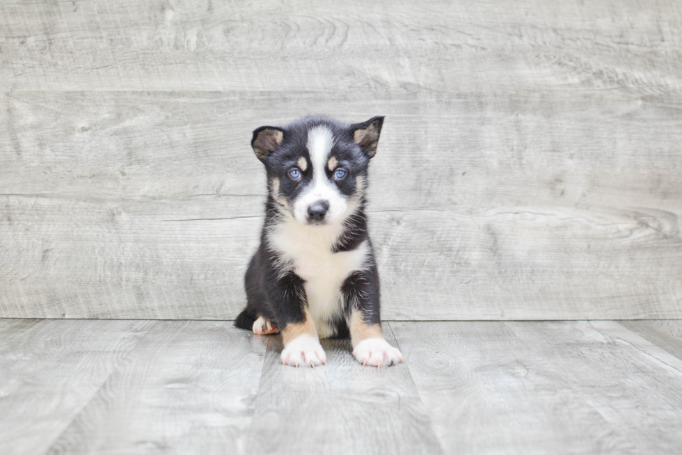 Hypoallergenic Mini Husky Designer Puppy