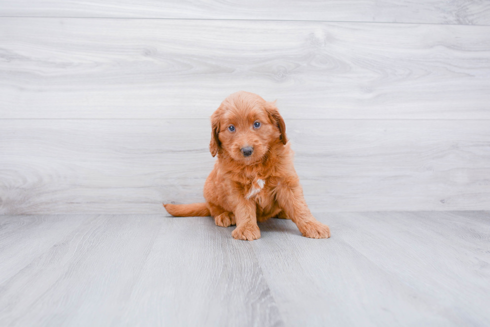 Mini Goldendoodle Pup Being Cute