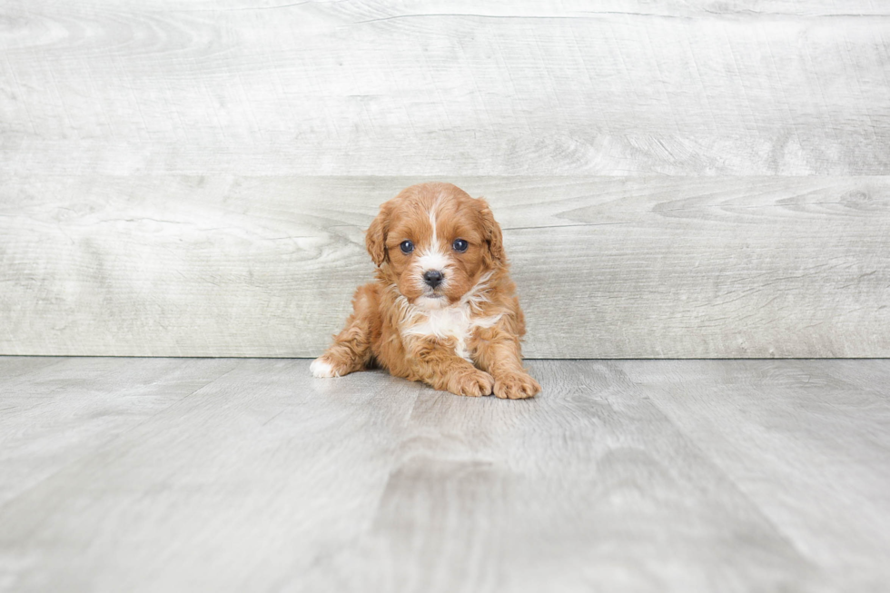 Happy Cavapoo Baby