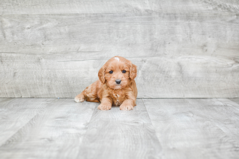 Cavapoo Puppy for Adoption