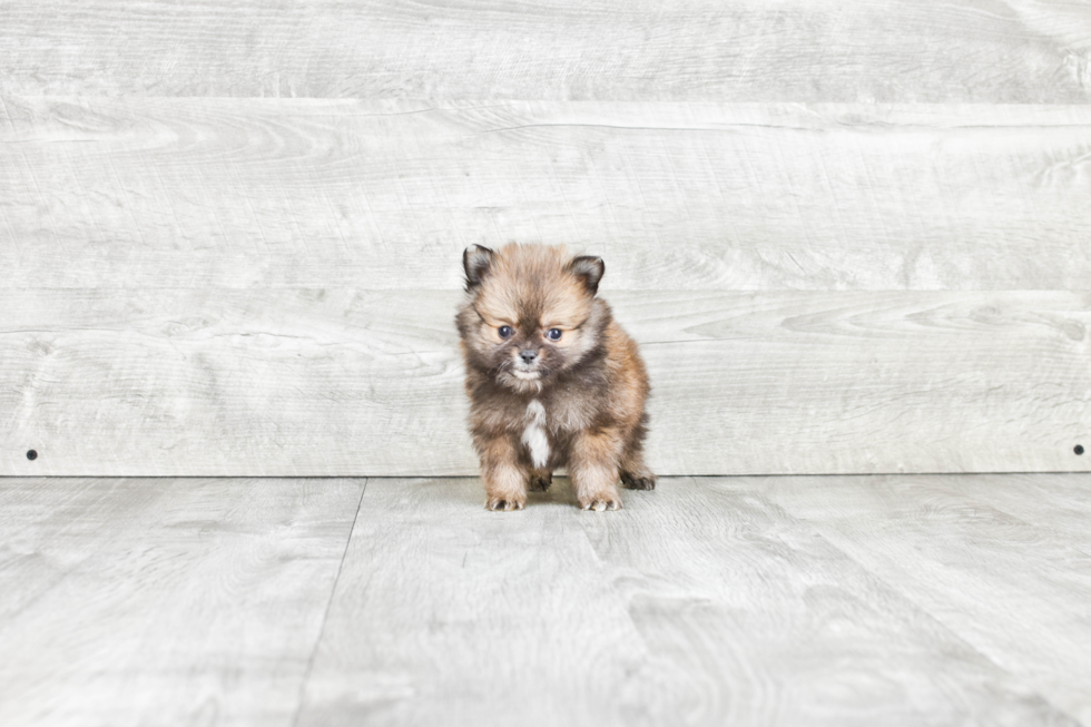 Pomeranian Pup Being Cute