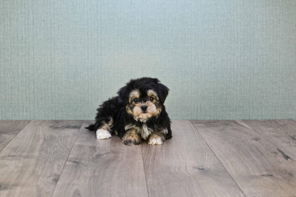 Small Morkie Baby