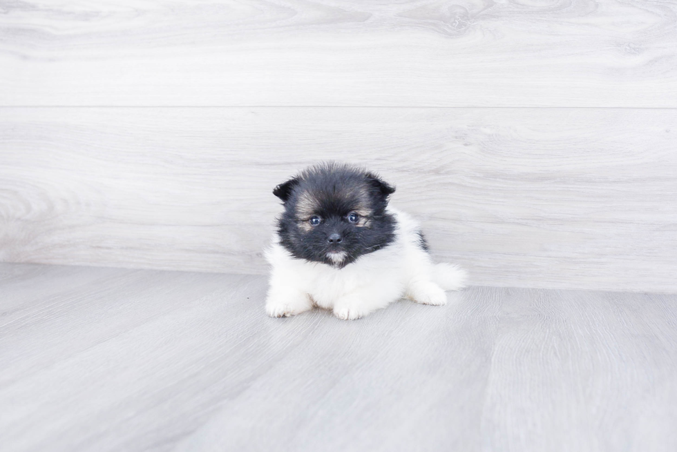 Friendly Pomeranian Purebred Pup