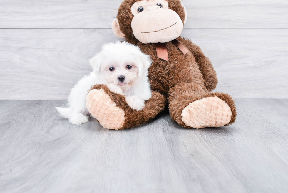 Maltese Pup Being Cute