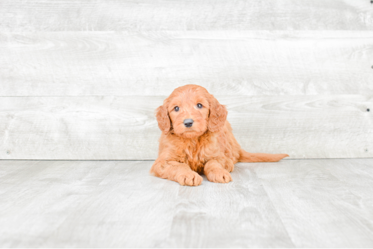 Sweet Mini Goldendoodle Baby