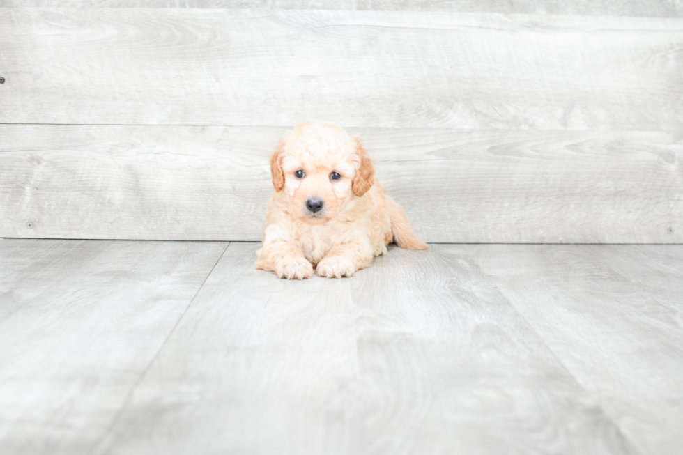 Mini Goldendoodle Pup Being Cute