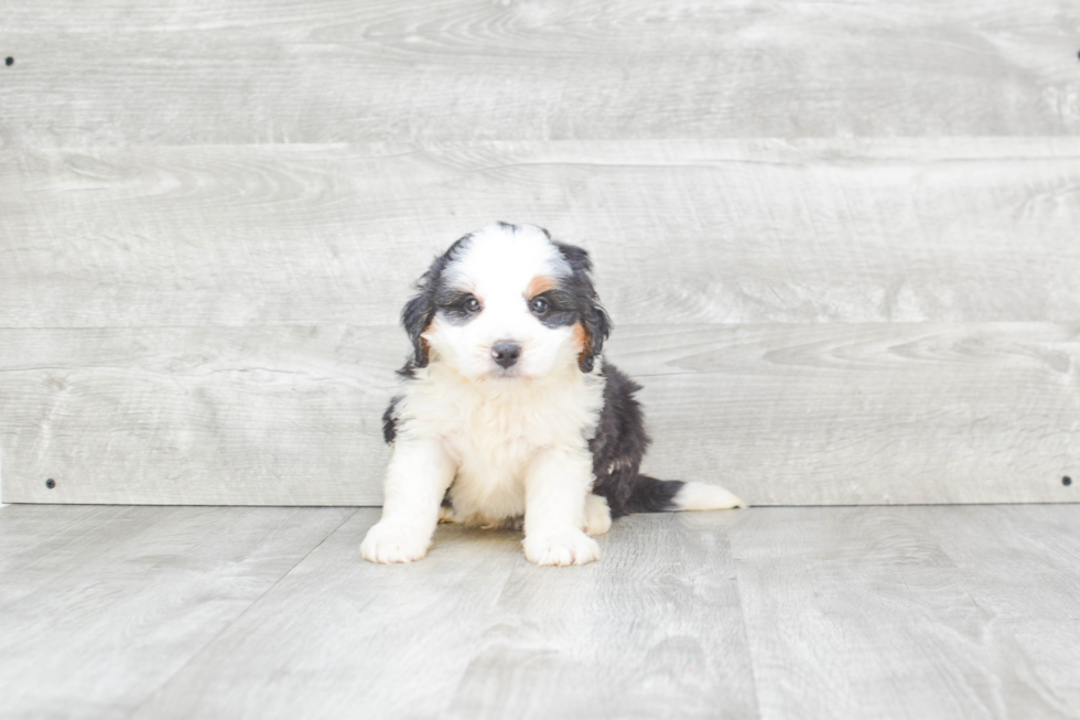 Best Mini Bernedoodle Baby