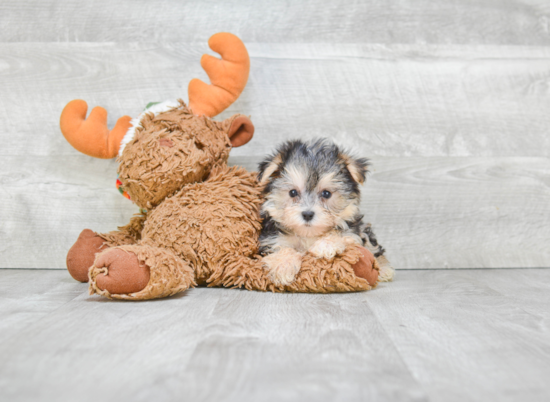 Morkie Pup Being Cute