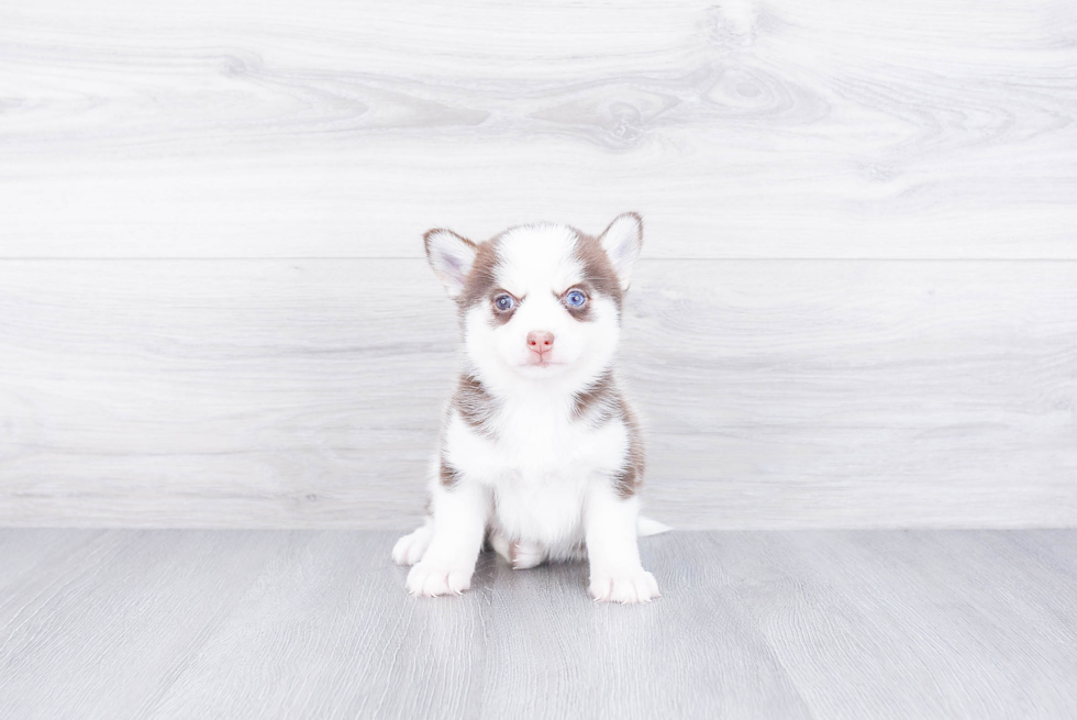 Pomsky Pup Being Cute