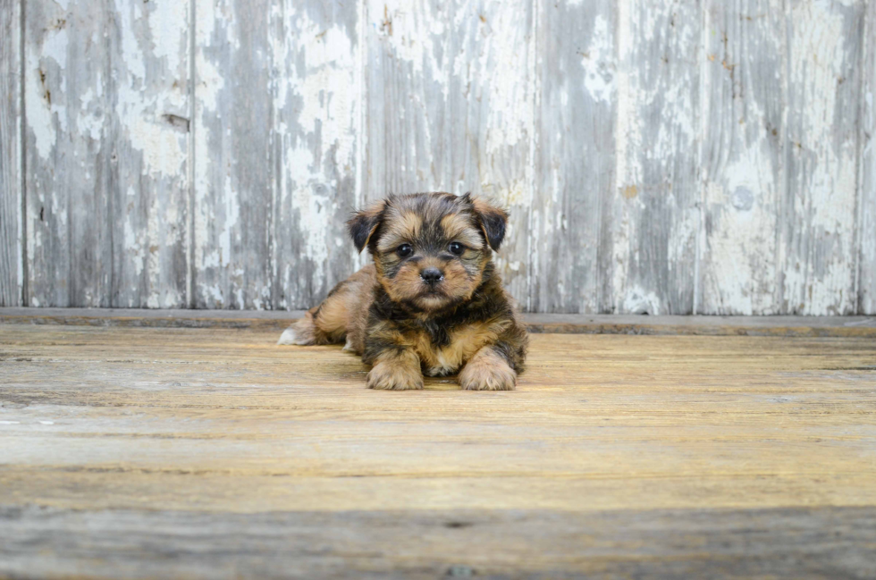 Shorkie Puppy for Adoption