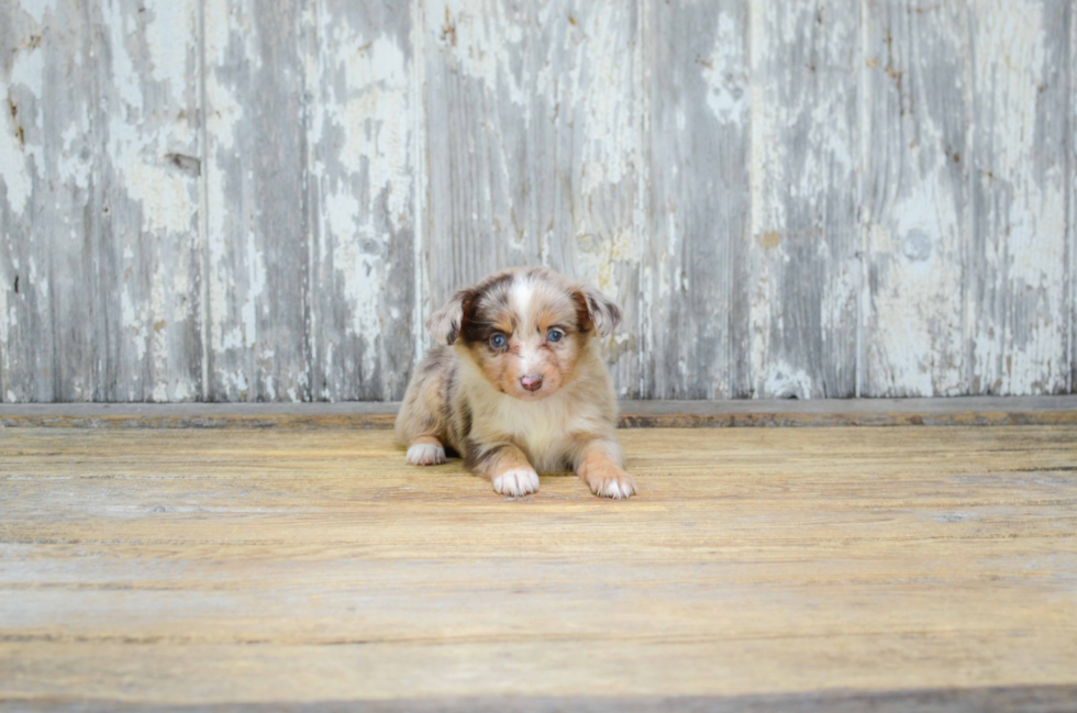 Small Mini Aussiedoodle Baby