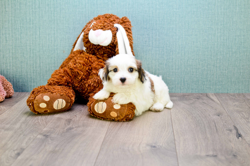 Best Cavachon Baby