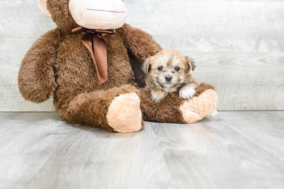 Morkie Puppy for Adoption