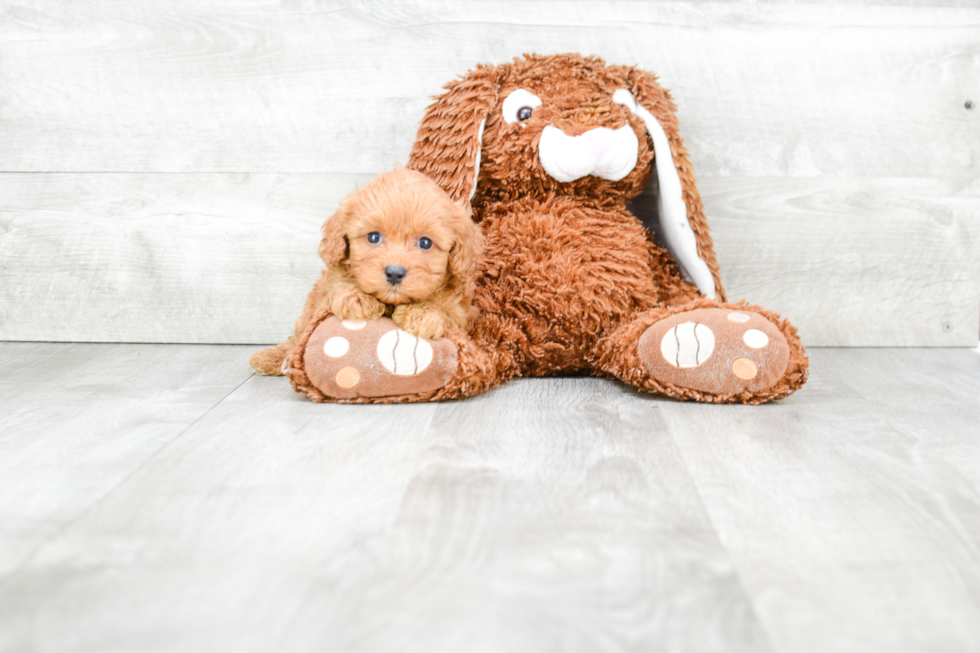 Fluffy Cavapoo Poodle Mix Pup