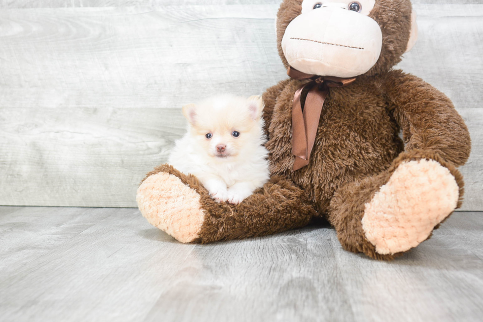 Akc Registered Pomeranian Baby