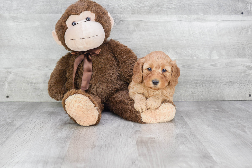 Mini Goldendoodle Puppy for Adoption