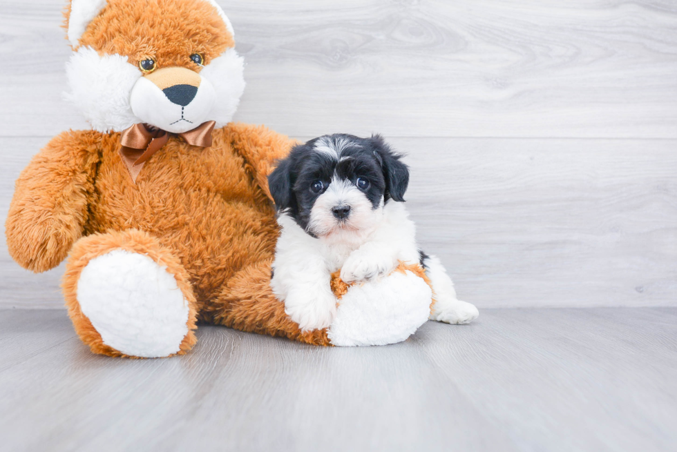 Havanese Puppy for Adoption