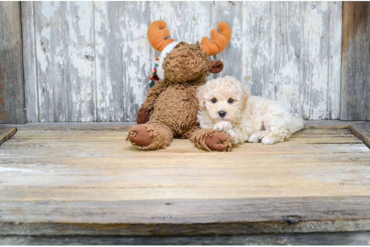 Little Maltese Poodle Poodle Mix Puppy