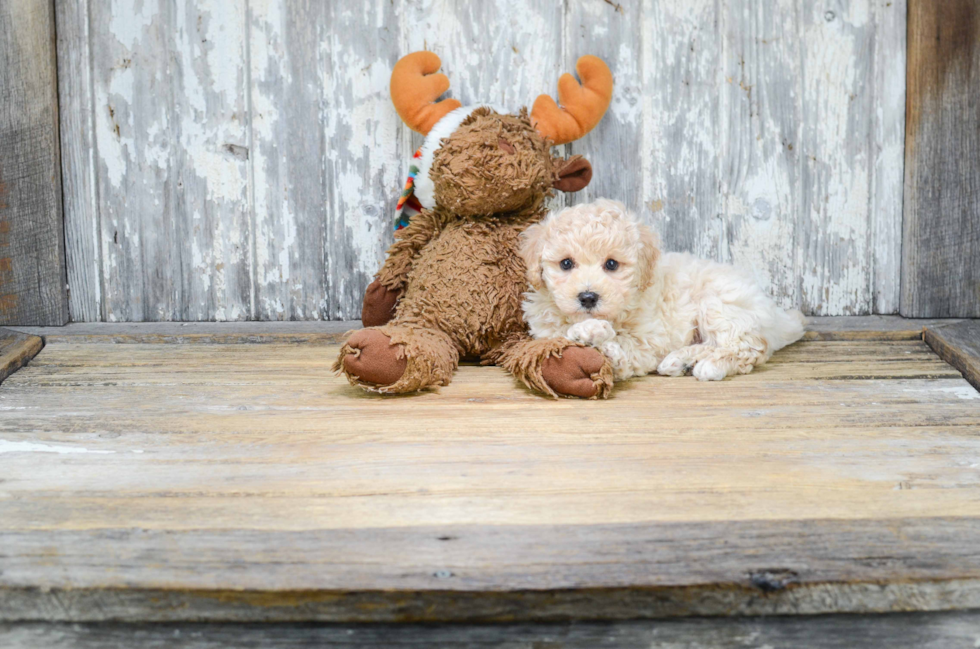 Little Maltese Poodle Poodle Mix Puppy